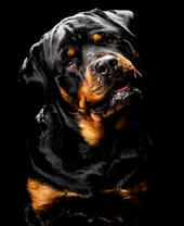 Большой черный ротвейлер