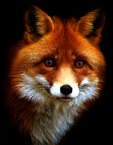 Портрет красивой лисы