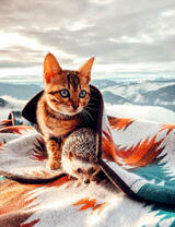 Кот и ежик на фоне гор