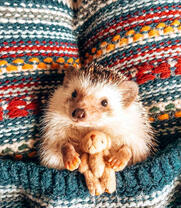 Ежик с игрушкой