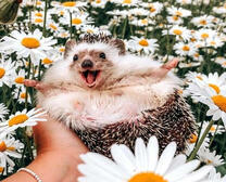 Довольный ежик среди ромашек