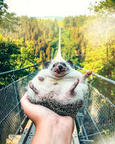 Довольный ежик у моста