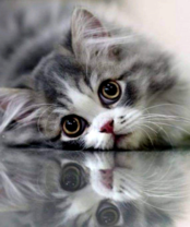 Большеглазый милый котик