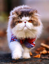 Мега пушистый кот