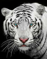 Большой тигр-альбинос