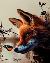 Лиса и рыжая бабочка
