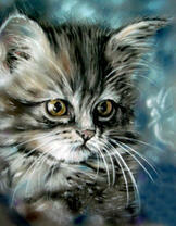 Серый котёнок