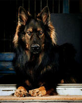 Суровый охранник