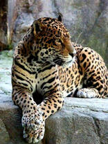 Большой леопард