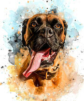 Уставший пес породы боксёр