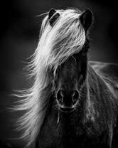 Лошадь с красивой гривой