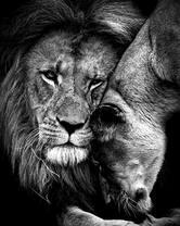 Львиная семейная любовь