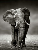 Изображение большого серого слона