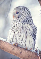 Белый филин