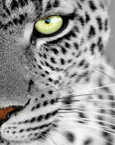 Серый леопард