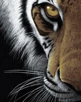 Портрет сурового тигра