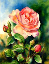 Нежно-розовая роза