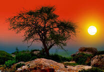 Деврево на фоне неимоверного заката