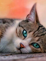 Зеленоглазая кошка