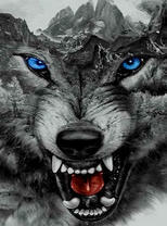 Злой голубоглазый волк