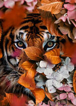 Тигр среди пожелтевшей листвы