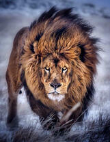 Грозный лев на охоте