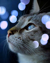 Мечтающий котик