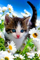Милый котенок среди ромашек