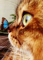Котёнок с голубой бабочкой