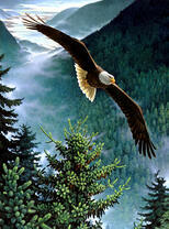 Орлан над елями среди гор