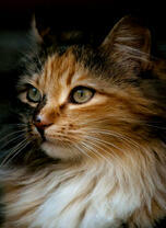 Портрет пушистой кошечки