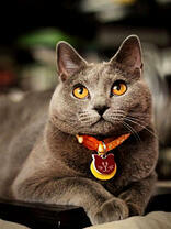 Британская кошечка с ошейником