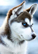 Сибирский хаски