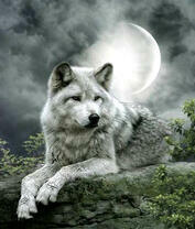 Серый волк на страже лунной ночи