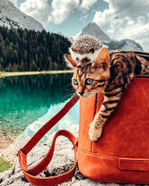 Котенок и ёж у горного озера