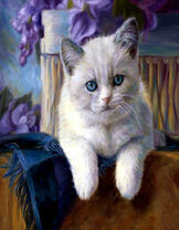 Белый котенок и фиолетовые цветы