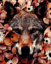 Волк среди пожелтевших цветов