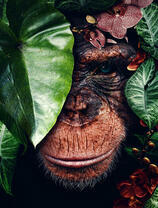 Шимпанзе прячется за листьями