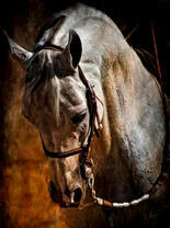 Поникшая лошадь