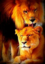 Семейство львов