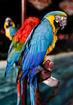 Пара попугаев ара