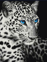 Голубоглазый леопард