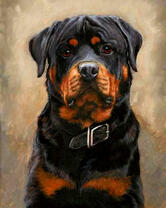 Большой ротвейлер