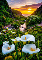 Калы у ужелье возле моря