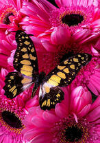 Бабочка на розовых герберах