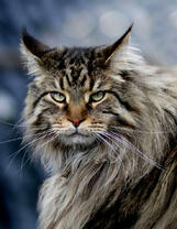 Большой кот породу Мейн-Кун