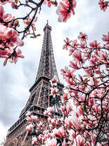 Вид на Эйфелеву башню сквозь сакуру