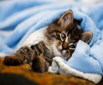 Котенок под одеялком