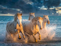 Стадо лошадей бежит по морю