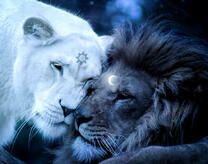 Львица-солнце и лев-луна